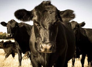 A versatile probiotic for dairy and beef cattle: Bovacillus™