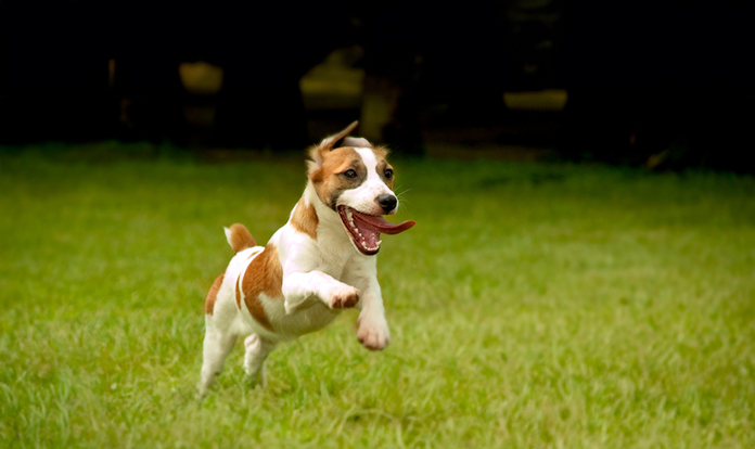 AFIA accepts nominations for Friend of Pet Food Award