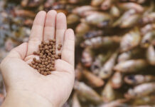 Aquaculture growth drives fish meal and fish oil shortages Aquaculture growth drives fish meal and fish oil shortages