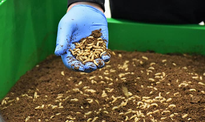 Bühler’s Insect Technology enters a new phase