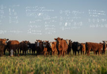 CH4 Global honoured for cutting cattle methane emissions