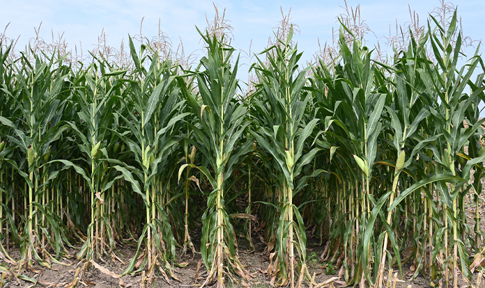 FAO: Record grain harvest expected for next year