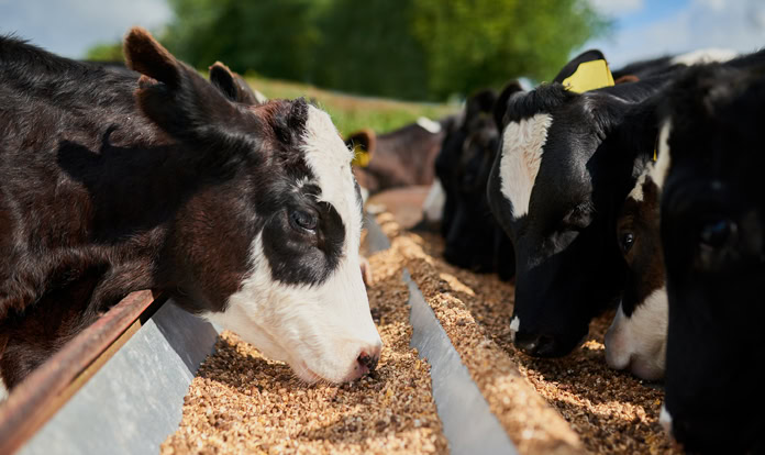 policosanol (triacontanol) supplier policosanol (triacontanol) supplier