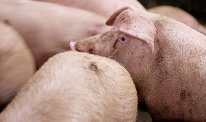 Growth slows down in pork, prices on the rise