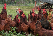 Hawaiʻi poultry farmers turn to local plant to cut feed costs