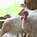 Hendrix Genetics invests €10m for turkey breeding program