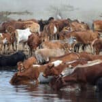 International Symposium on Sustainable Animal Production and Health opens