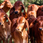 JBS boosts cattle traceability in Brazil with $7M investment