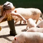 Kemin launches water-soluble solution for pigs and poultry