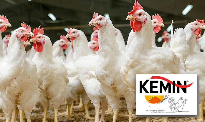 Kemin presents latest findings on poultry gut health and nutrient digestibility