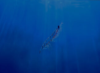 New study: Krill improves survival of seabream larvae