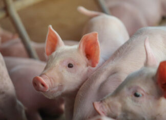 Layn Natural launches TruGro PW for post-weaning piglets