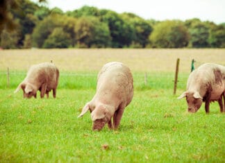 Live yeast helps pigs cope with heat stress