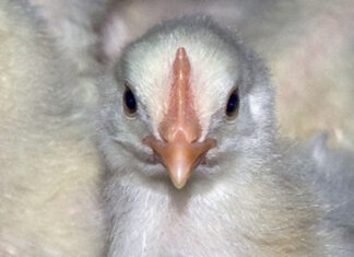 SFR study finds promising first results for male layer chicks