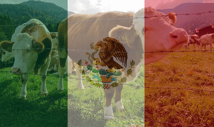 Mexico Animal Feed Markets 2020-2025