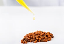 More omega-3 in feed fails to improve rainbow trout health