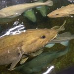 New Study: Fish nose bacteria may hold clues to marine species survival