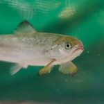 New study details salmon's response to hydrogen sulphide