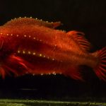 Nofima unveils research on measuring stress in aquaculture species