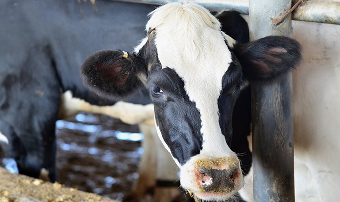 Novus to host webinar on new German Dairy Nutrition Recommendations