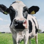 Novus to host webinar series on milk fat depression