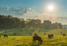 Nutreco joins FAO’s LEAP Partnership to drive livestock sustainability