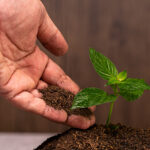 Nutrition Technologies launches Diptia™ biofertilizer from insect frass