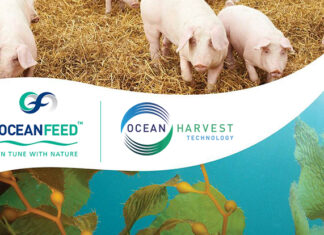 Ocean Harvest unveils successful OceanFeed™ swine trials