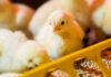 Poultry experts' insights available on website of Novus