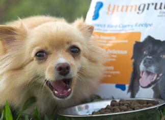 Protenga raises $2m to scale Smart Insect Farms and launch pet food brand
