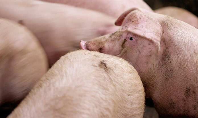 RaboResearch: Positive factors in pork supply chains but risks remain