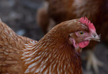 Rabobank: Poultry market growth steady worldwide Rabobank: Poultry market growth steady worldwide