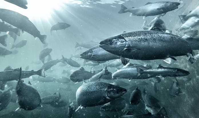Recent study shows QRILL Aqua reduces melanin spots in Atlantic Salmon