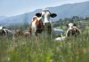 SFR teams up with A-Systems to bring its E-dairy model to market SFR teams up with A-Systems to bring its E-dairy model to market