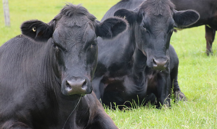 Study shows profitable return on investment for beef rearer with Orego-Stim