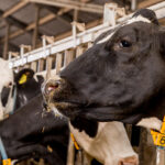 Trouw Nutrition targets trace mineral overload in dairy cows