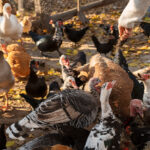 Two new vaccines aim to control aMPV in U.S. poultry Two new vaccines aim to control aMPV in U.S. poultry