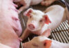 Novozymes and Bactolife join forces for health of piglets