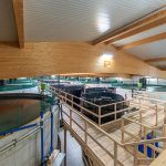 WEDA and Damm Aquakultur partner up in field of shrimp and fish farming