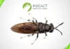 INSEACT launches Singapore’s largest insect protein facilities