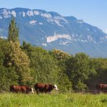 dsm-firmenich receives market approval for Bovaer in Japan