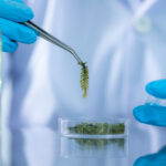 Single cell protein: The potential substitute of animal nutrition Single cell protein: the potential substitute of animal nutrition